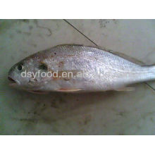 Silver Croaker Price